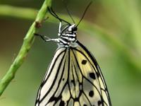 Weiße Baumnymphe - Schmetterlingsgarten Icod de los Vinos